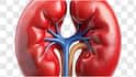 Kidney Health : కిడ్నీ వ్యాధి లక్షణాలు కనిపించకపోయినా.. శరీరంలో ఈ మార్పులు కనిపిస్తే పెద్ద ప్రమాదమే, జాగ్రత్త
