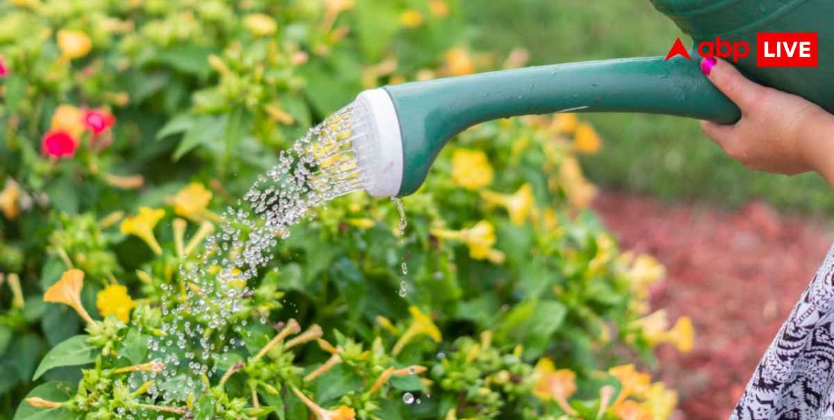 Rainy Season Plant Care: વરસાદી ઋતુમાં ભૂલથી પણ  આ આપો આ છોડને પાણી, નહીંતર થશે નુકસાન