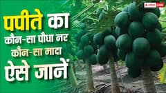 पपीते की खेती तो कर ली, लेकिन कौन-सा पौधा नर और कौन मादा? ऐसे करें पहचान