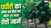 पपीते की खेती तो कर ली, लेकिन कौन-सा पौधा नर और कौन मादा? ऐसे करें पहचान