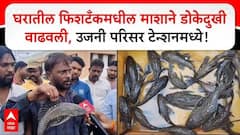 घरातील फिशटँकमधील माशाने डोकेदुखी वाढवली, जैवविविधता, मच्छीमार अन्‌ धरणासाठी धोक्याची घंटा, उजनी परिसर टेन्शनमध्ये!