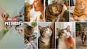 Pet First | 7 Cat Habits Decoded; Understand What Your Feline Friend Wants To Say