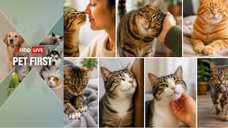 Pet First | 7 Cat Habits Decoded; Understand What Your Feline Friend Wants To Say
