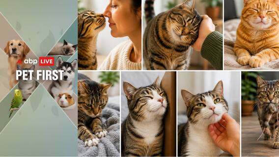 Pet First | 7 Cat Habits Decoded; Understand What Your Feline Friend Wants To Say