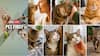 Pet First | 7 Cat Habits Decoded; Understand What Your Feline Friend Wants To Say