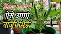 किचन गार्डन में ऐसे उगाएं भिंडी, होगी बंपर पैदावार