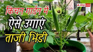 किचन गार्डन में ऐसे उगाएं भिंडी, होगी बंपर पैदावार