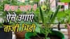 किचन गार्डन में ऐसे उगाएं भिंडी, होगी बंपर पैदावार