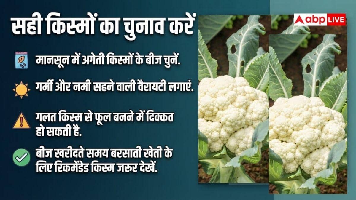 बरसात में उगाएं फूलगोभी, होगी बंपर कमाई