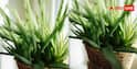 Rainy Season Plant Care: बरसात में भूलकर भी न दें इन पौधों को पानी, बेकार हो जाएगी मेहनत