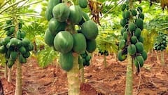 पपीते की खेती तो कर ली, लेकिन कौन-सा पौधा नर और कौन मादा? ऐसे करें पहचान