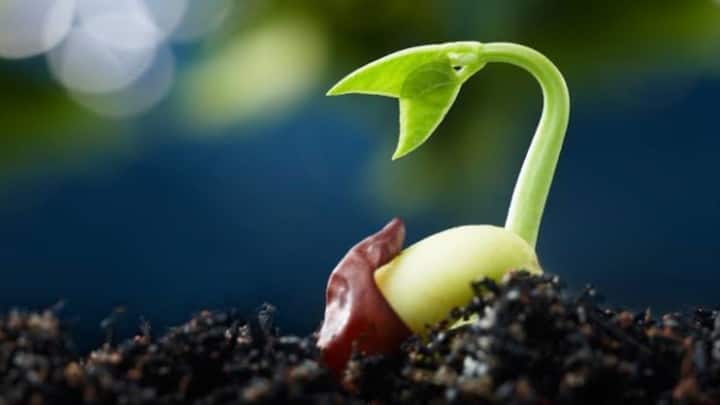 कीमत और पैसों का हिसाब लगाएं तो भी इन दोनों बीजों में जमीन-आसमान का फर्क साफ नजर आ जाता है. देसी बीज या तो घर के होते हैं या बहुत सस्ते मिलते हैं जबकि हाइब्रिड बीजों के पैकेट काफी महंगे आते हैं क्योंकि उनके पीछे रिसर्च की कॉस्ट जुड़ी होती है. सही चुनाव करने से हमेशा फायदा मिलता है.