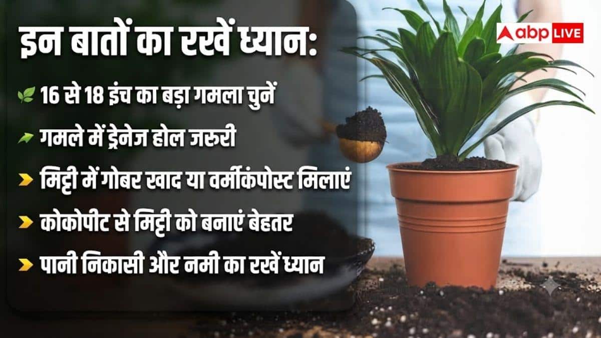 घर के गमले में ऐसे उगाएं आलू बुखारा? जान लें तरीका