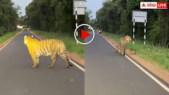 नन्हें शावकों के साथ अचानक सड़क पर आई छोटी मधु टाइगर, वीडियो में दिखा खूबसूरत नजारा