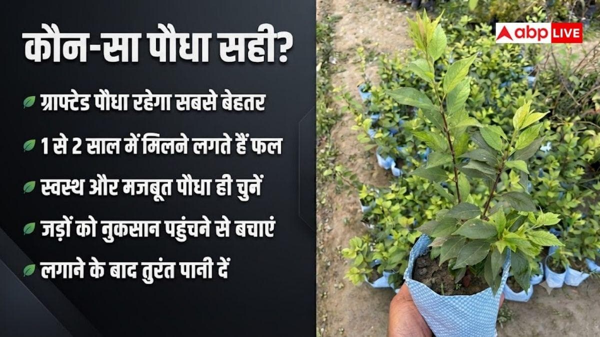 घर के गमले में ऐसे उगाएं आलू बुखारा? जान लें तरीका