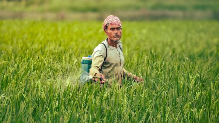 योजना की सबसे खास बात यह है कि किसान जितनी रकम हर महीने जमा करता है, उतनी ही रकम सरकार भी उसके पेंशन खाते में जमा करती है. यानी भारत सरकार भी किसानों के पेंशन खाते में बराबर का अंशदान देती है, जिससे किसान का पैसा दोगुना होकर उसके पेंशन फंड में जमा होता रहता है. इस तरह किसान की छोटी सी बचत सरकार की मदद से एक बड़े पेंशन फंड में बदल जाती है, जो बुढ़ापे में उसके काम आती है.