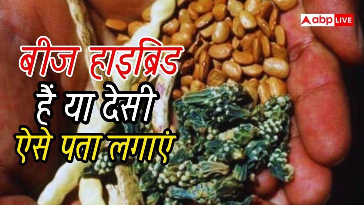 फसल बुआई के लिए बीज हाइब्रिड है या देसी, ऐसे करें पहचान