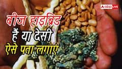 फसल बुआई के लिए बीज हाइब्रिड है या देसी, ऐसे करें पहचान