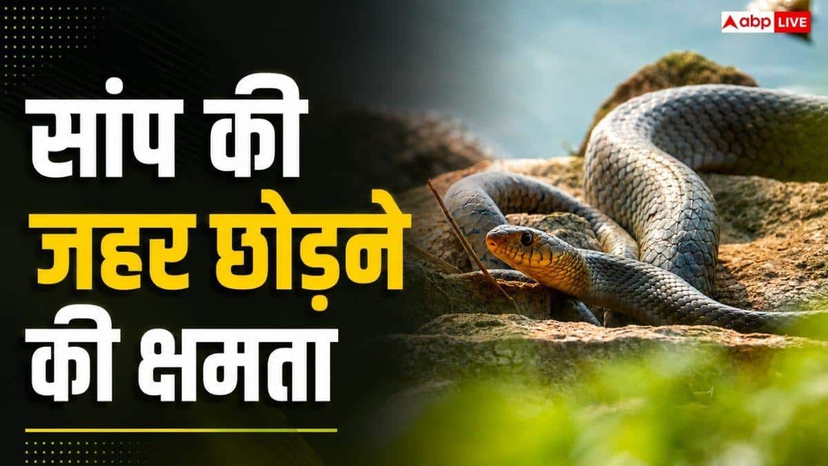 क्या सिर कटने के बाद भी काट सकता है सांप, जानें यहां?