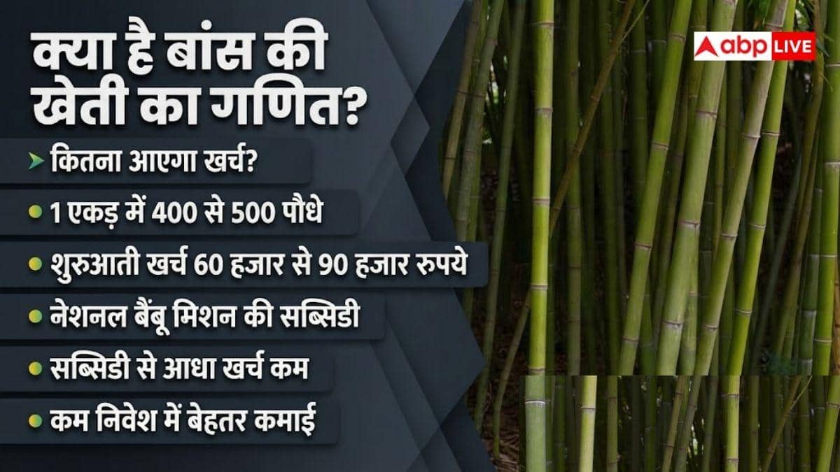 बांस की खेती से कितनी कमाई होती है? जानें 1 एकड़ का हिसाब