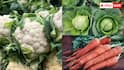 Winter Vegetable Tips:अभी लगा दें ये पौधे, सर्दियों में सब्जी खरीदना हो जाएगा बंद