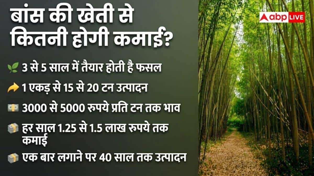 बांस की खेती से कितनी कमाई होती है? जानें 1 एकड़ का हिसाब