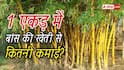 बांस की खेती से कितनी कमाई होती है? जानें 1 एकड़ का हिसाब
