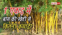 बांस की खेती से कितनी कमाई होती है? जानें 1 एकड़ का हिसाब