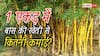 बांस की खेती से कितनी कमाई होती है? जानें 1 एकड़ का हिसाब