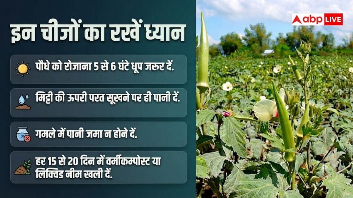 किचन गार्डन में ऐसे उगाएं भिंडी, होगी बंपर पैदावार