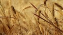 Wheat Storage Tips: बारिश में अपनाएं ये उपाए, घर में रखे गेहूं में नहीं आएगी सीलन