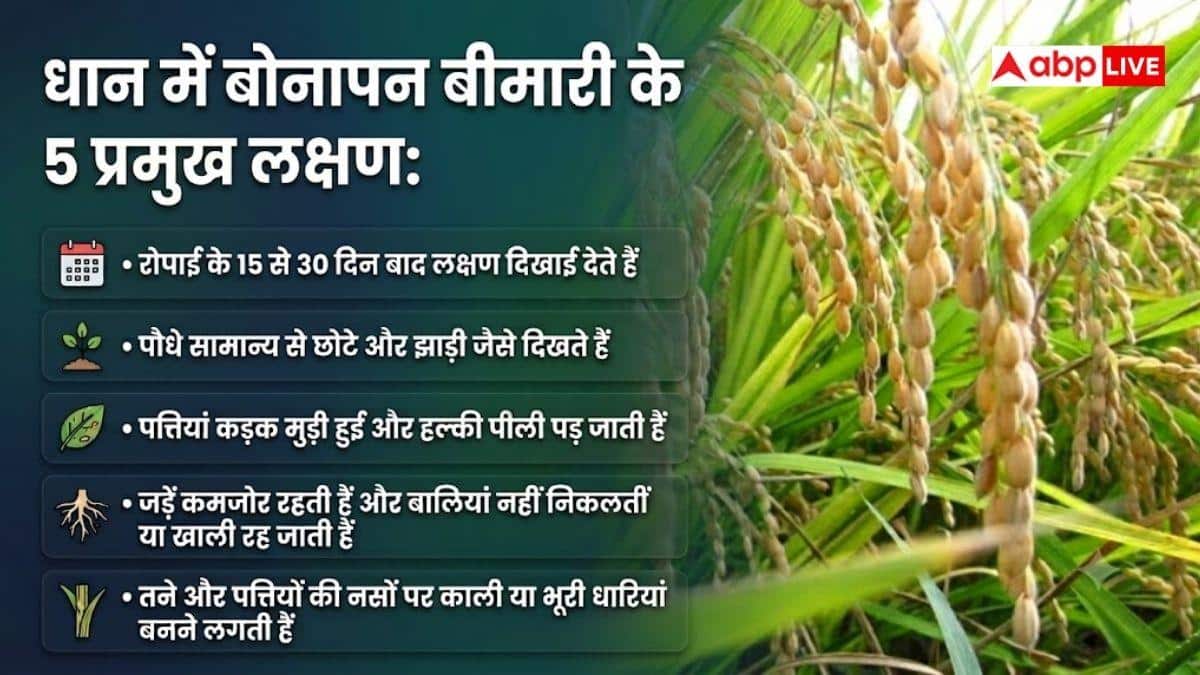 धान की फसल में तेजी से फैल रहा यह रोग, कैसे करें बचाव?