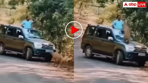 सनरूफ से बाहर निकलना पड़ा भारी! झाड़ियों से निकले तेंदुए ने सीधे दबोचा सिर- रोंगटे खड़े कर देगा वीडियो सनरूफ से बाहर निकलना पड़ा भारी! झाड़ियों से निकले तेंदुए ने सीधे दबोचा सिर- रोंगटे खड़े कर देगा वीडियो