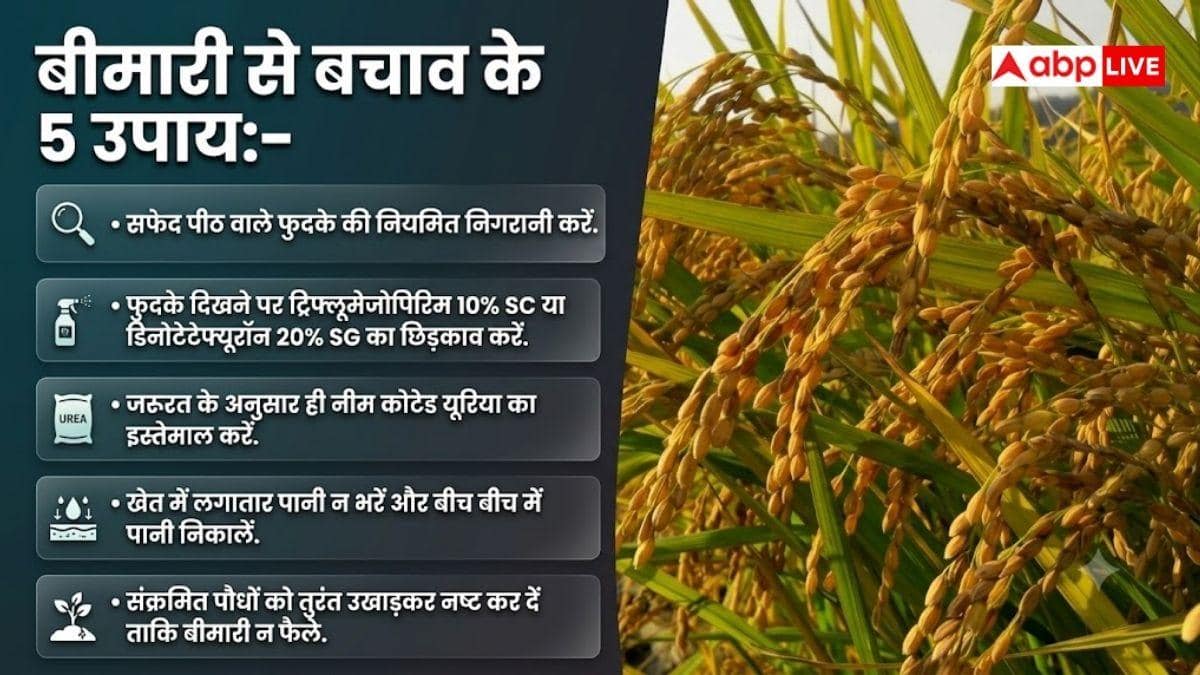 धान की फसल में तेजी से फैल रहा यह रोग, कैसे करें बचाव?