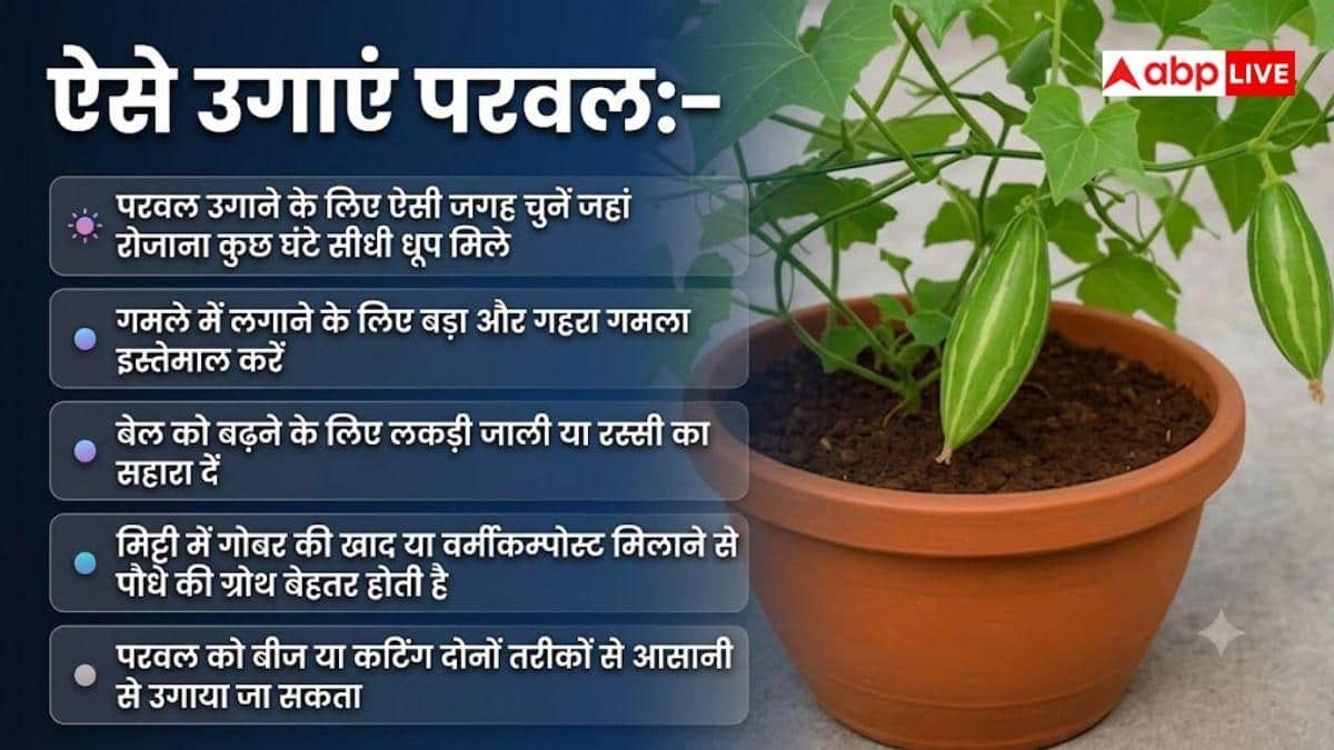 घर के किचन गार्डन में ऐसे उगाएं ताजे-हरे परवल, होगा बंपर फायदा