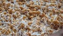 Wheat Storage Tips: बारिश में अपनाएं ये उपाए, घर में रखे गेहूं में नहीं आएगी सीलन