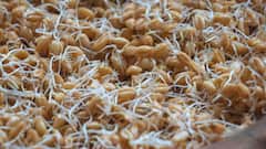 Wheat Storage Tips: बारिश में अपनाएं ये उपाए, घर में रखे गेहूं में नहीं आएगी सीलन
