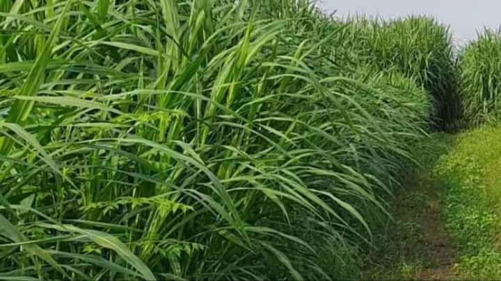 image 3पेड़ों को बड़े होने और फल देने में थोड़ा टाइम लगता है. लेकिन हरा चारा आपको तुरंत और रेगुलर रिटर्न देता है. खाली पड़ी जगह में बरसीम, नेपियर या नैपियर घास जैसी फसलें उगाकर आप डेली या वीकली बेसिस पर कमाई कर सकते हैं. लोकल डेयरी फार्मर्स और पशुपालकों के बीच हरे चारे की डिमांड हमेशा बनी रहती है. इसका फायदा यह है कि फलों का सीजन आने से पहले भी आपकी जेब कभी खाली नहीं रहेगी.