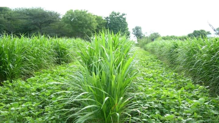 कई किसानों को लगता है कि नए तरीके अपनाने में बहुत बड़ा इन्वेस्टमेंट लगेगा, लेकिन सच इसके बिल्कुल उलट है. इस मॉडल में आपको अलग से कोई बड़ी जमीन या एक्स्ट्रा रिसोर्सेस नहीं खरीदने पड़ते. पानी, खाद और लेबर का इस्तेमाल दोनों फसलों के लिए एक साथ ही हो जाता है. कम लागत में इतना शानदार आउटपुट मिलना ही इस मॉडर्न टेक्निक की सबसे बड़ी खासियत है जो हर छोटे-बड़े किसान के बजट में आसानी से फिट बैठती है.