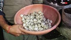 मशरूम की खेती करने के लिए ऐसे पाएं 50% सब्सिडी, यहां पढ़ें पूरी जानकारी