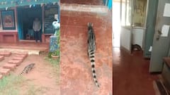 Guhagar Kasturi Cat rare: गुहागरच्या शाळेत जंगलातील दुर्मिळ कस्तुरी मांजर शिरलं, सगळेच अवाक झाले