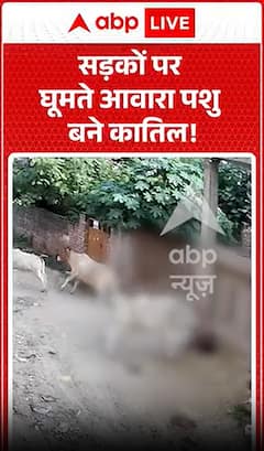 Viral Video : सरेआम बच्ची पर आवारा गौवंश का हमला, वीडियो वायरल!