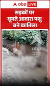 Viral Video: सड़कों पर घूमते आवारा पशु बने कातिल, बढ़ते हमलों से लोगों में डर!