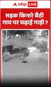 Viral Video: Vehicle Runs Over Cow Sitting by Roadside