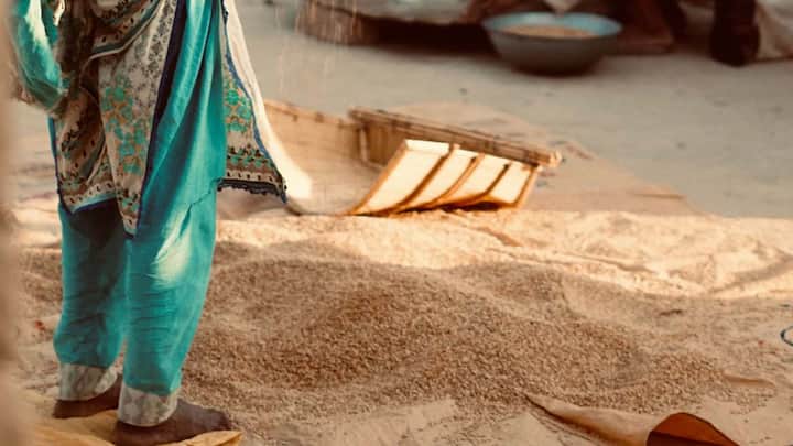 गेहूं के बर्तन को कभी भी सीधे जमीन पर नहीं रखना चाहिए. जमीन से नमी ऊपर की तरफ आती है, जिससे बर्तन के नीचे का हिस्सा जल्दी सील हो जाता है. इसलिए बर्तन को लकड़ी के तख्ते, स्टूल या ईंटों के ऊपर रखें, ताकि जमीन और बर्तन के बीच थोड़ी हवा बनी रहे. इसके अलावा बर्तन को दीवार से भी थोड़ी दूरी पर रखना चाहिए, क्योंकि बारिश में दीवारों में भी नमी आ जाती है, जो धीरे-धीरे अंदर रखे अनाज तक पहुंच सकती है.