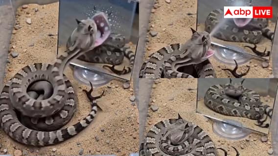 Snake Viral Video:सांप के सामने रख दिया गया आईना, रिएक्शन देखकर दहल जाएगा दिल Snake Viral Video:सांप के सामने रख दिया गया आईना, रिएक्शन देखकर दहल जाएगा दिल
