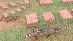 Guhagar Kasturi Cat rare: गुहागरच्या शाळेत जंगलातील दुर्मिळ कस्तुरी मांजर शिरलं, सगळेच अवाक झाले