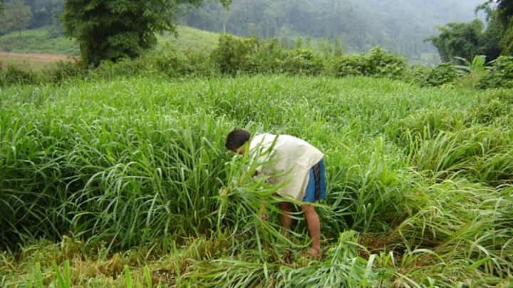 मौसम की मार और क्लाइमेट चेंज आज के टाइम में किसानों की सबसे बड़ी सिरदर्दी बन चुका है. कभी ज्यादा बारिश तो कभी सूखे से पारंपरिक फसलें पूरी तरह बर्बाद हो जाती हैं. लेकिन मिक्स्ड फार्मिंग आपको इस रिस्क से पूरी सुरक्षा देती है. अगर किसी वजह से मौसम फलों की फसल को नुकसान पहुंचाता है. तो भी आपका हरा चारा सुरक्षित रहता है. यानी आपका पूरा का पूरा नुकसान कभी नहीं होगा एक सहारा हमेशा बना रहेगा.