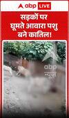 Viral Video: Stray Animals Turn Deadly on Streets