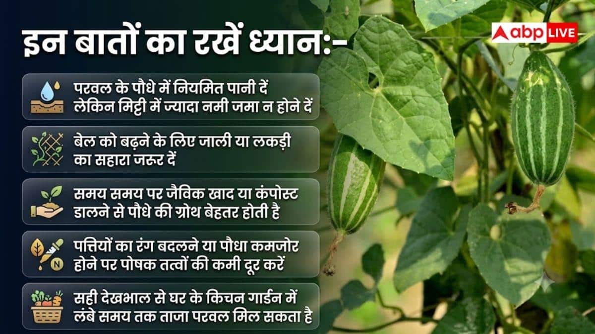 घर के किचन गार्डन में ऐसे उगाएं ताजे-हरे परवल, होगा बंपर फायदा